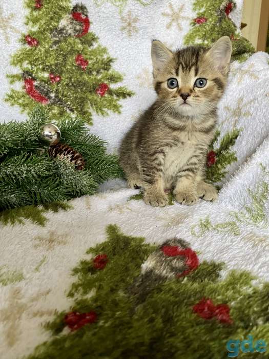 Британские котята, фотография 4