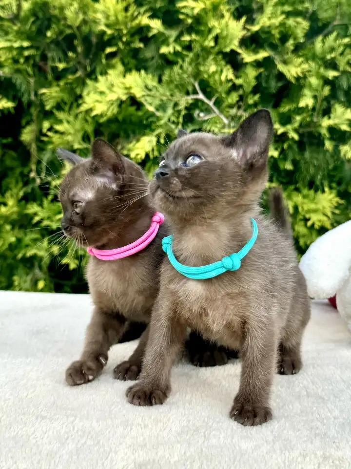 Котёнок Европейской бурмы, фотография 1