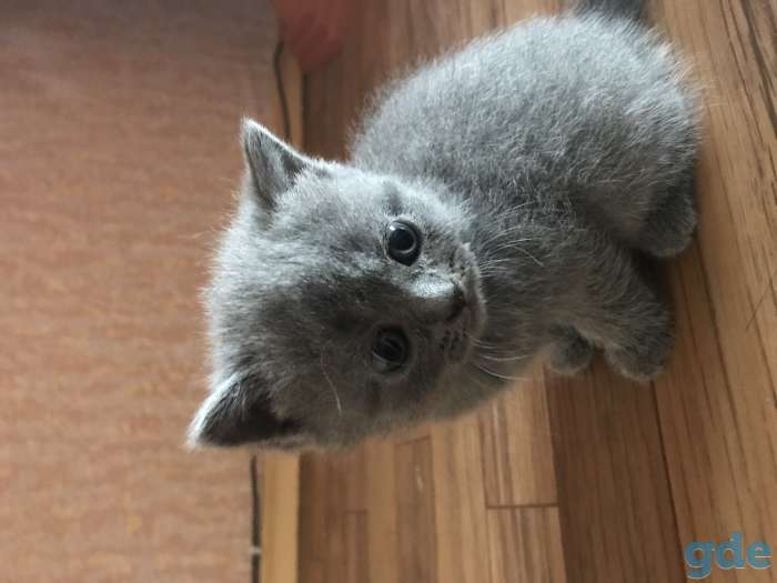 Вислоухие котята, фотография 1