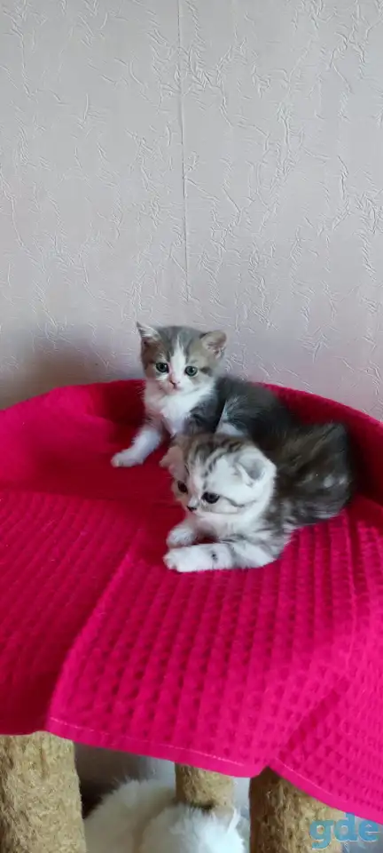Шотландские котята с голубыми глазами, фотография 8