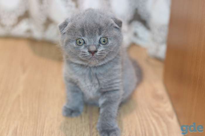Шотландские котята, фотография 6