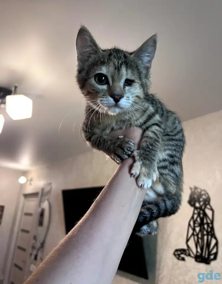 Котенок в дар, фотография 1