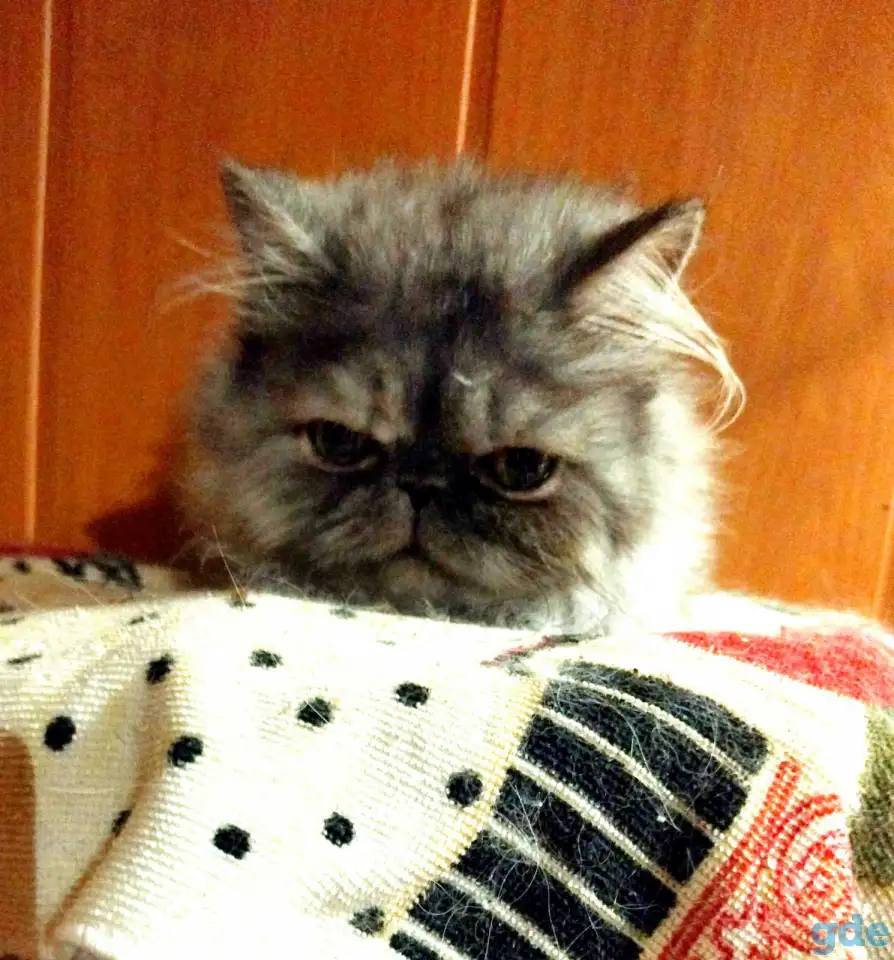 Персидские котята экстремального типа чистокровные. Персы., фотография 3
