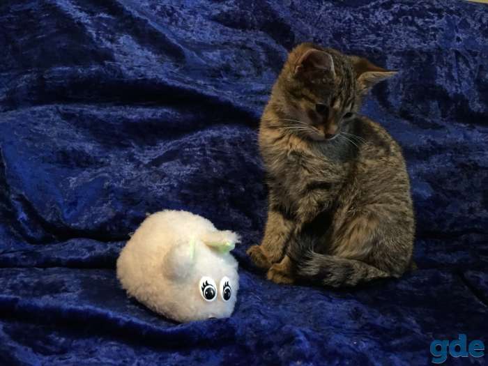 бездомный котенок ищет доброго хозяина!! Может быть, это Вы?.., фотография 5