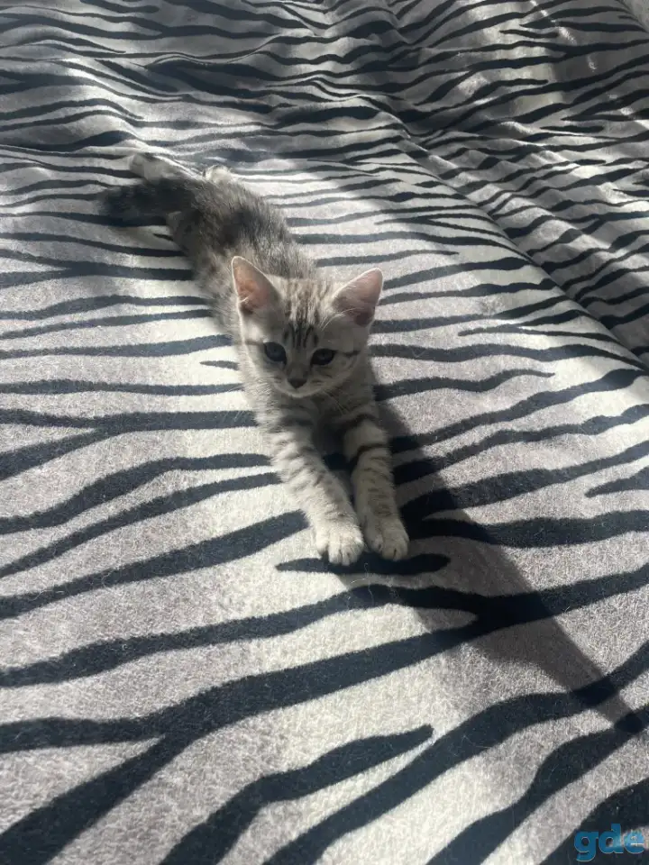 Шотландский котенок, фотография 2