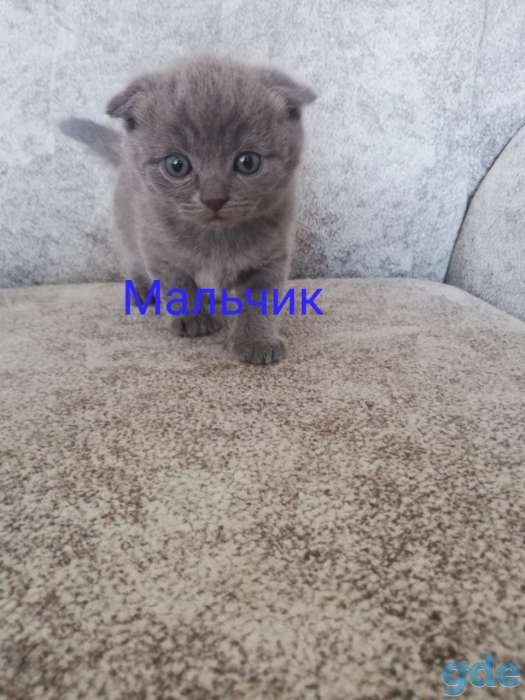 Шотландские котята, фотография 2