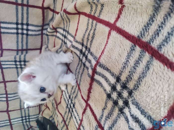 Шотландские котята, фотография 3