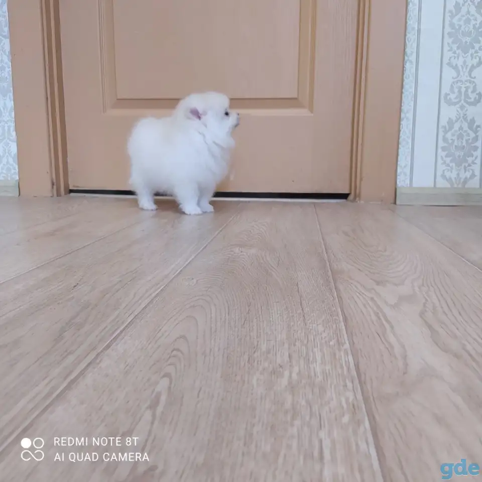Шпиц мальчик, фотография 1