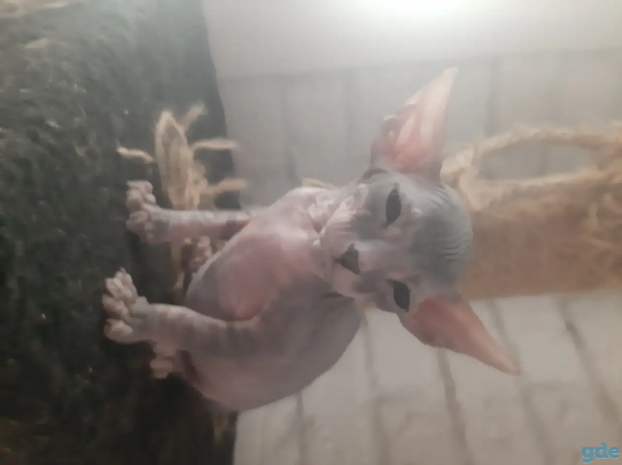 котята, фотография 4