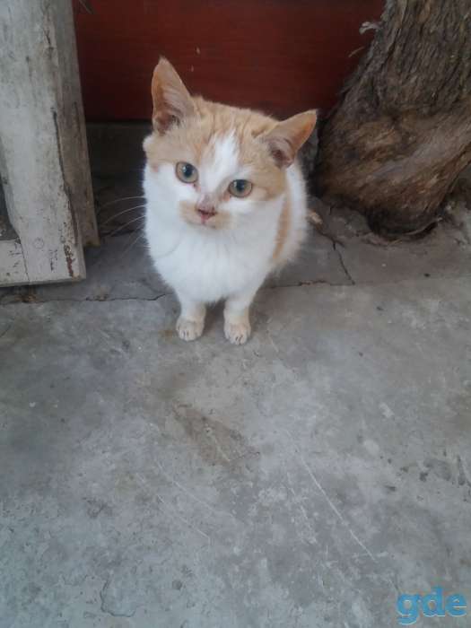 котята, фотография 3