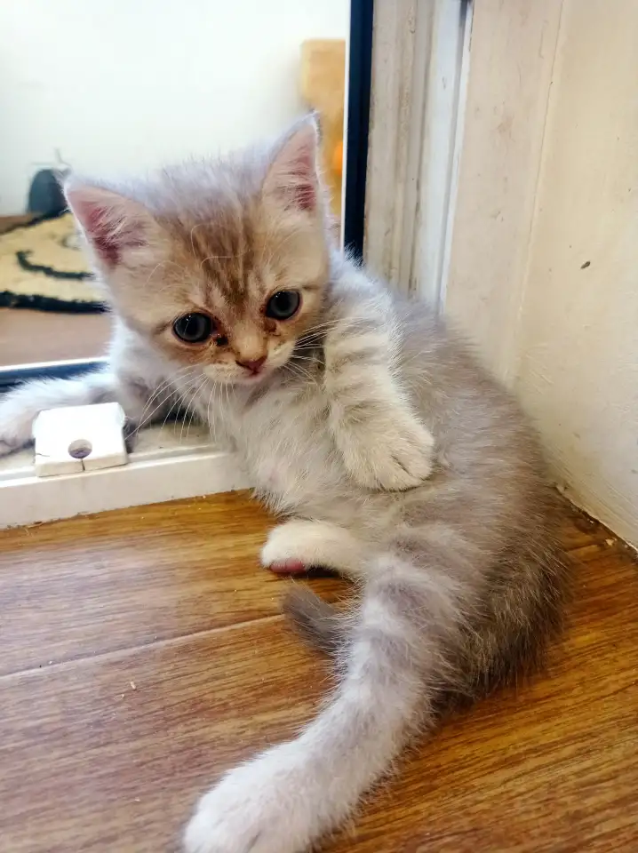 Шотландские котята, фотография 2