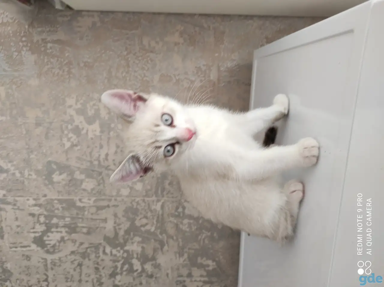 продаются котята, фотография 4