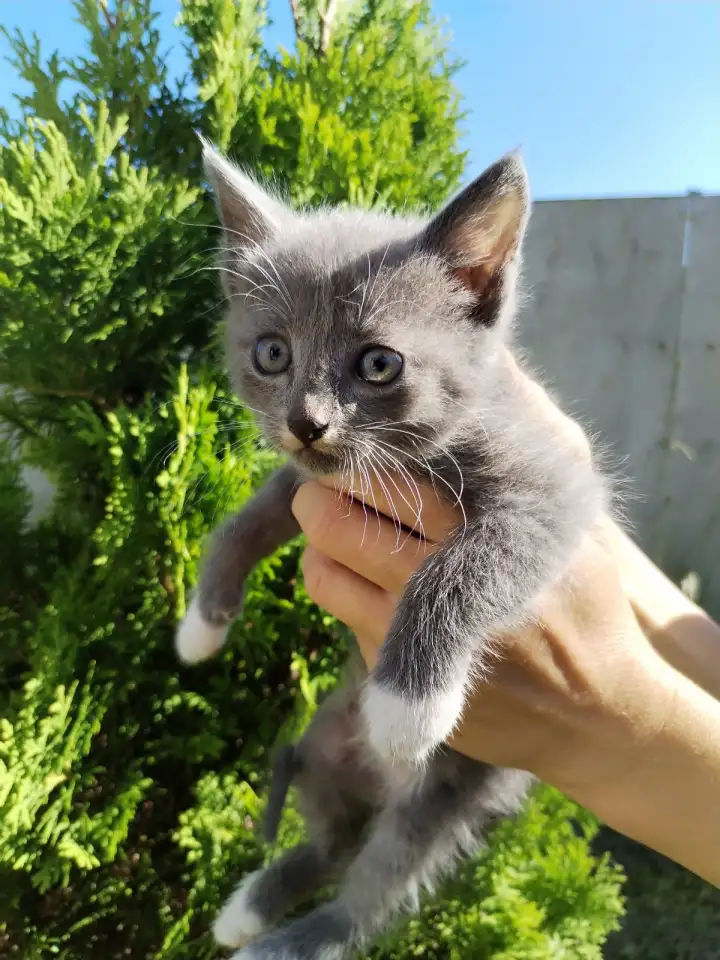 Забавные котята ищут добрые руки, фотография 3