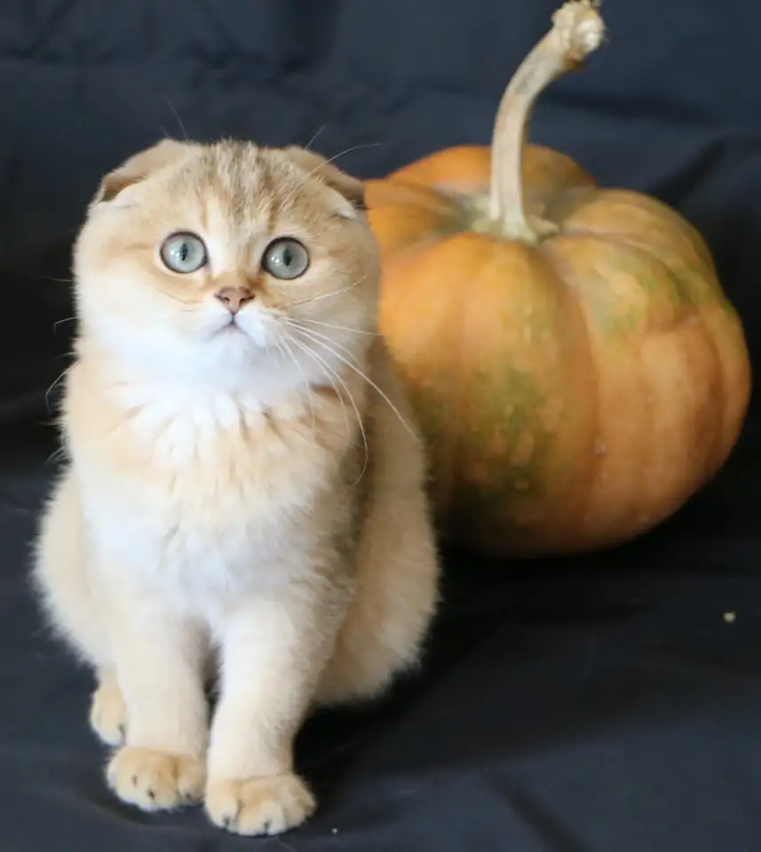 Шотландские котята, фотография 7