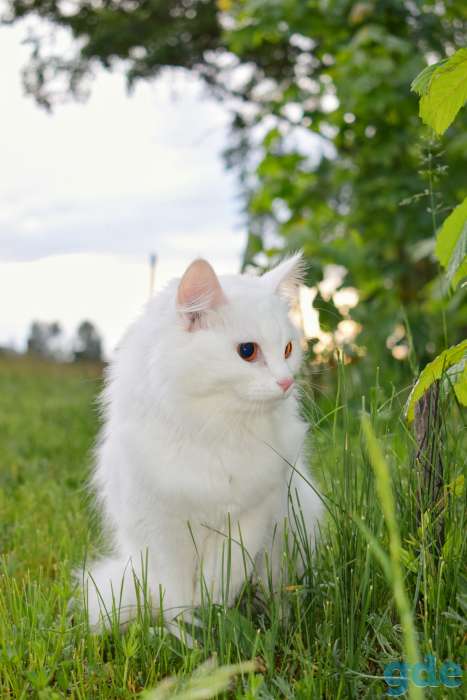 Котята красавцы ищут дом!, фотография 3