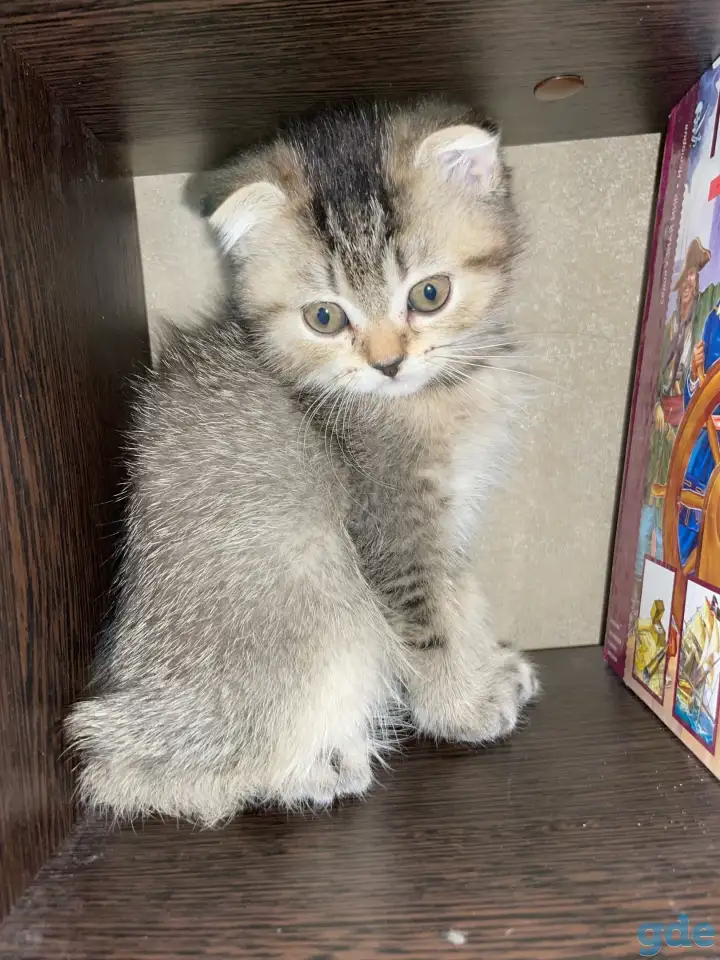 Котята ШОТЛАНДЦЫ, фотография 2