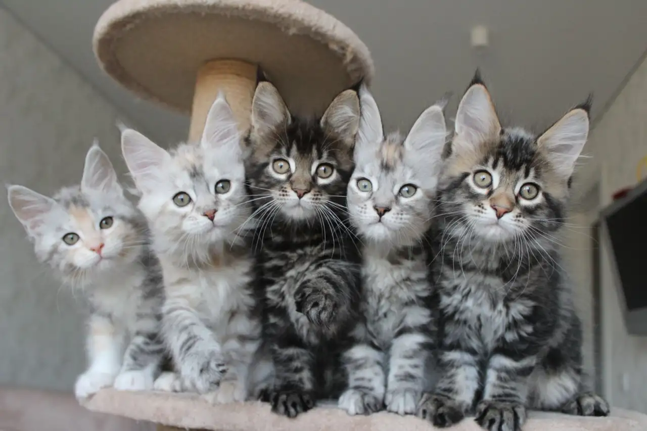 Котята мейн-кун!, фотография 5