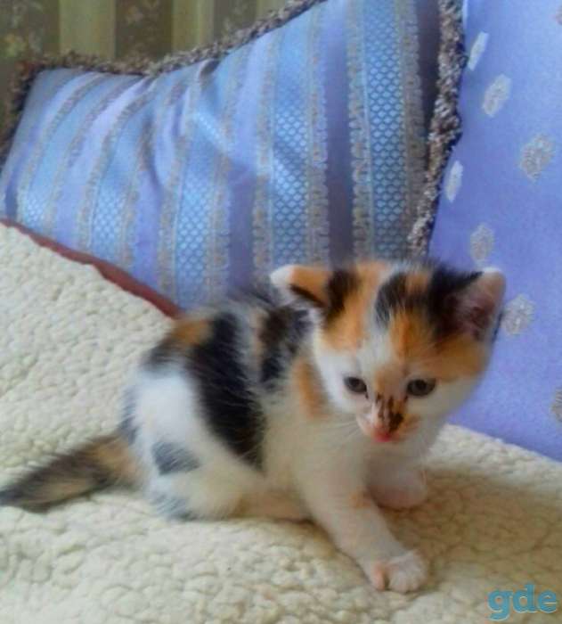Котята в добрые руки, фотография 4