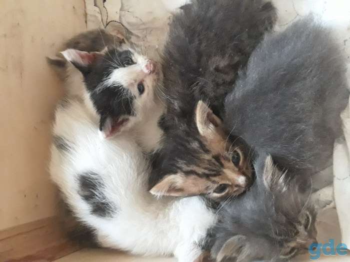 В дар котята, фотография 1