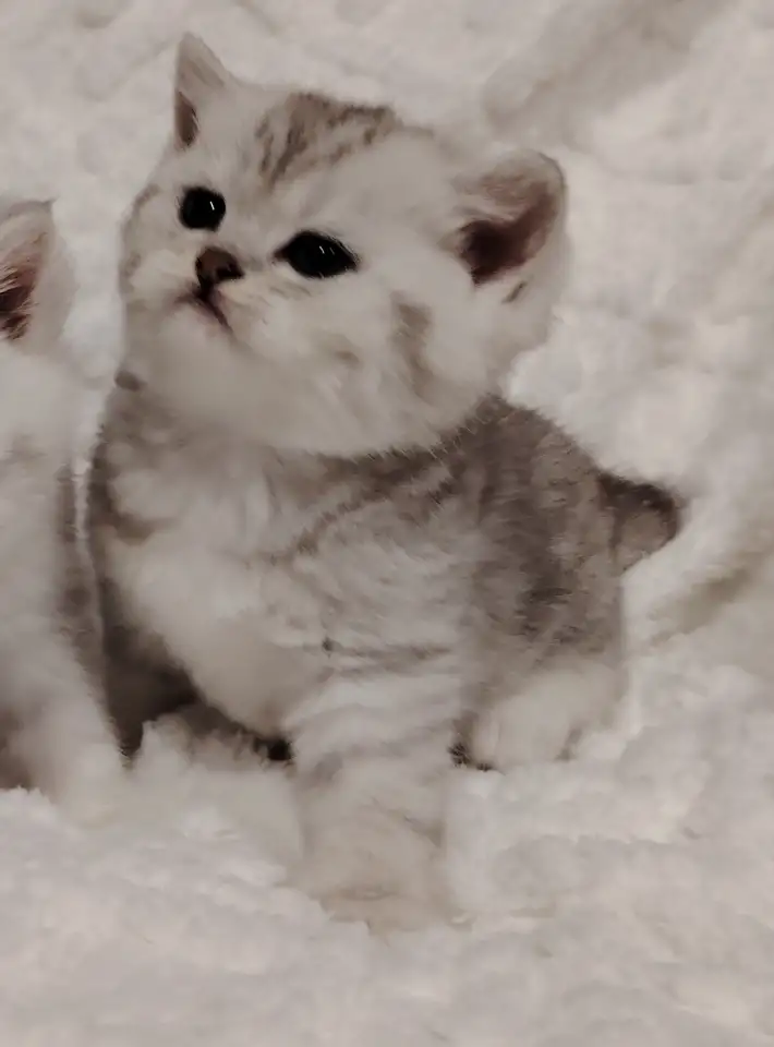 Шотландские котята., фотография 5