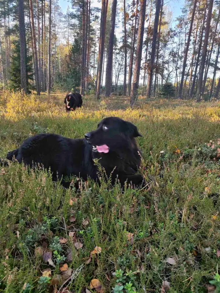 Щенки ньюфаундленда, фотография 6