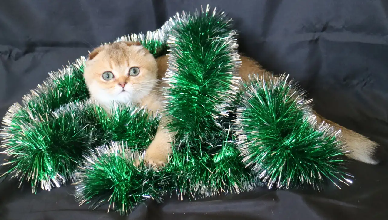 Шотландские котята, фотография 4