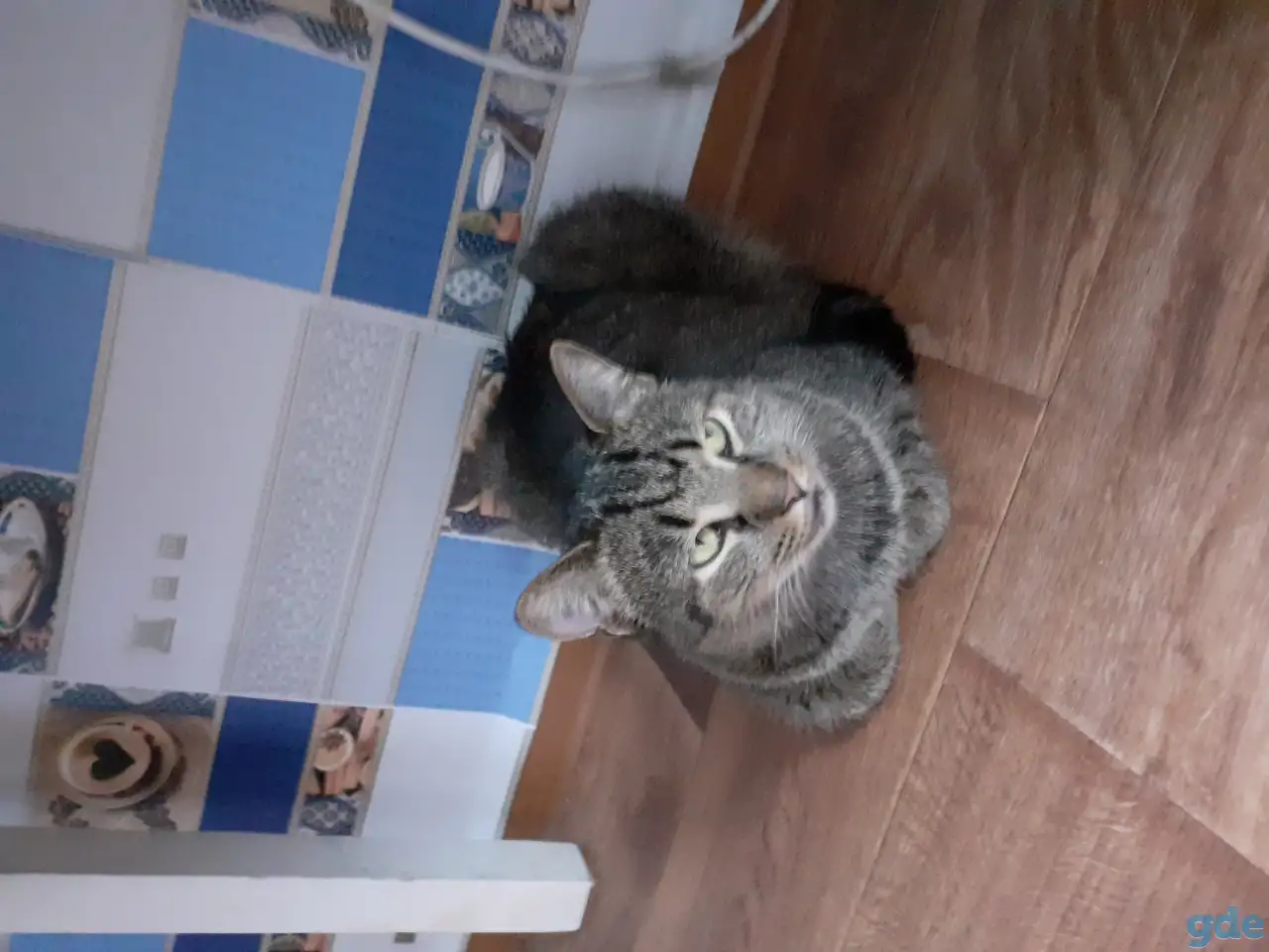 Кошки, фотография 1