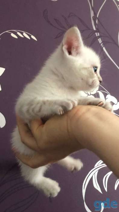 Шотландские котята, фотография 2