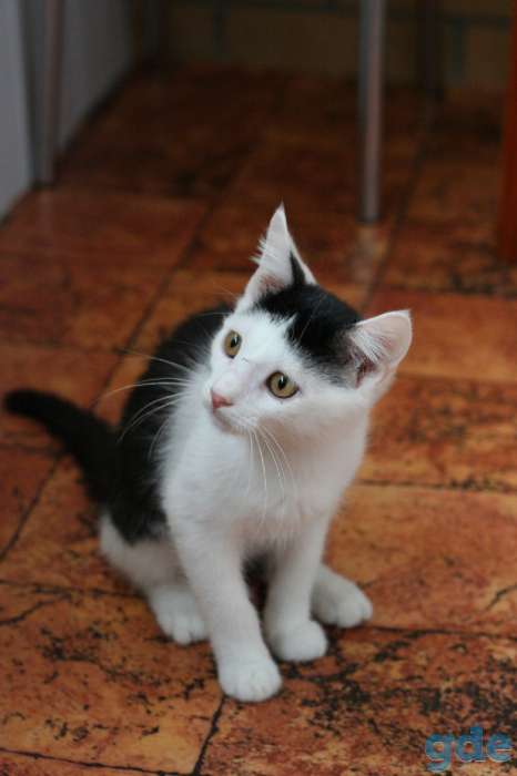 Котёнок Кепочка в самые ответственные ручки, фотография 9