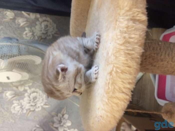 Котята, фотография 8