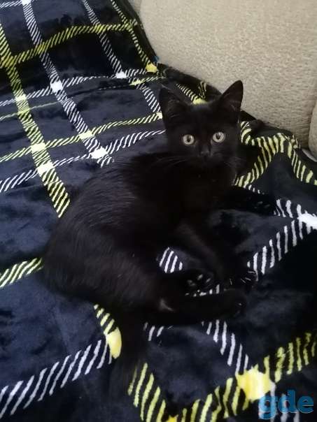 Котенок ищет дом, фотография 1