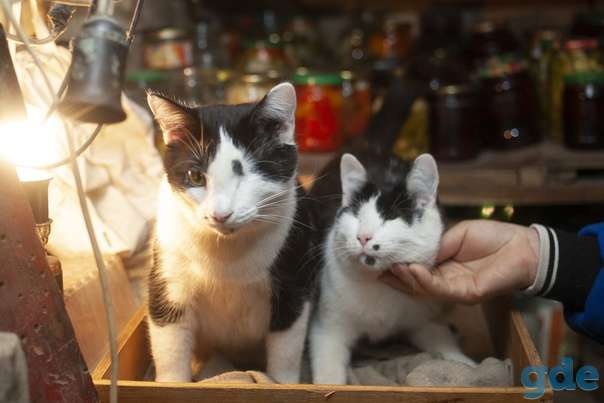 Котики ищут дом, фотография 1