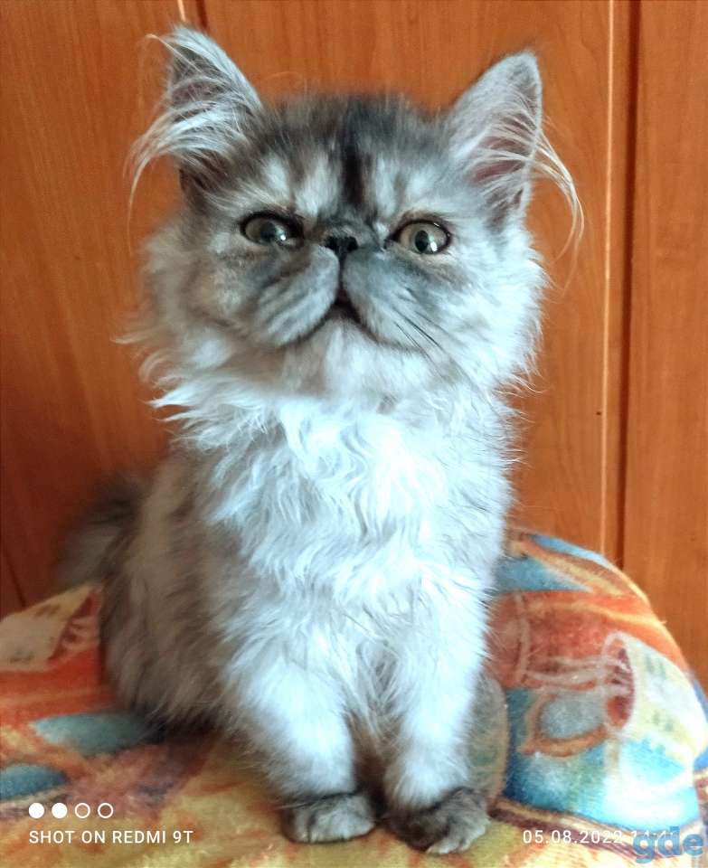 Персидские котята экстремального типа чистокровные.Персы.Котята., фотография 3