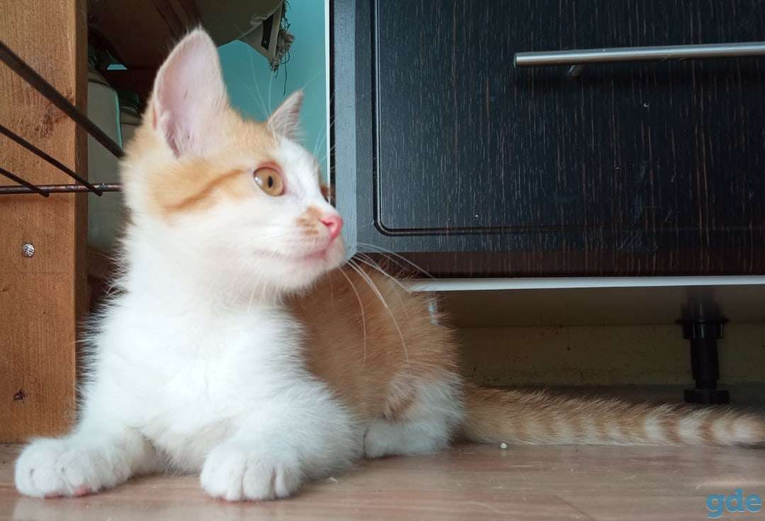 Котенок, фотография 1