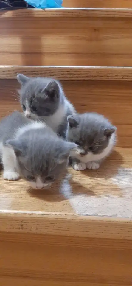 Отдам котят в хорошие руки, фотография 7