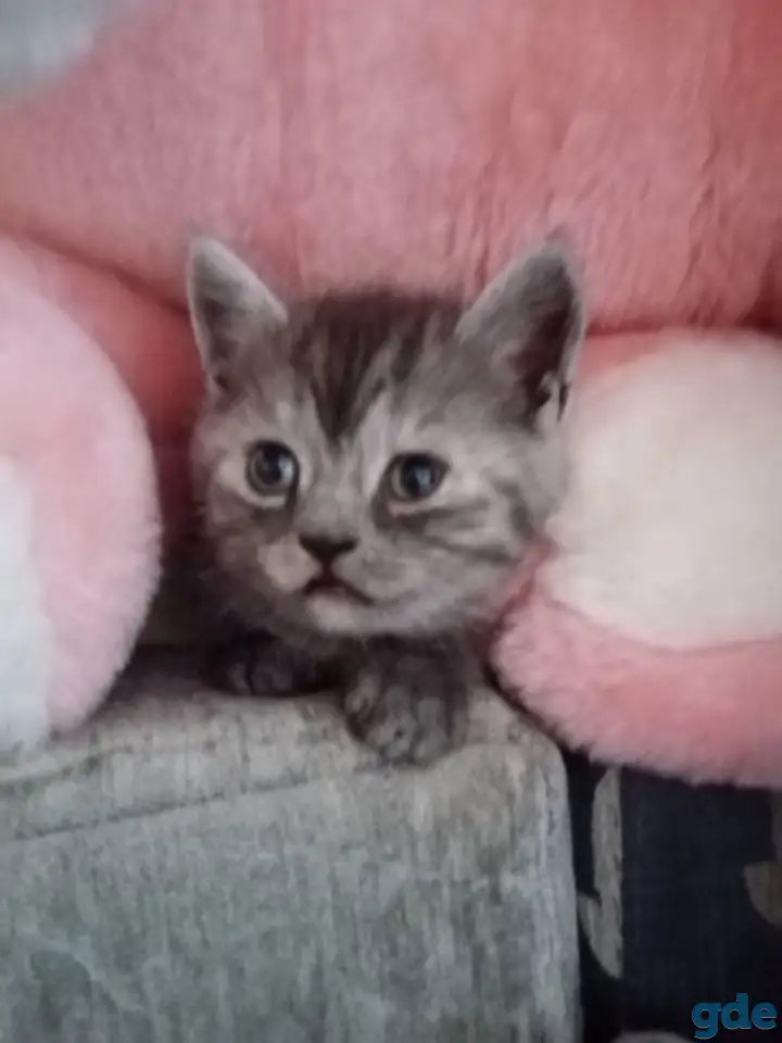 Шотландские котята, фотография 10