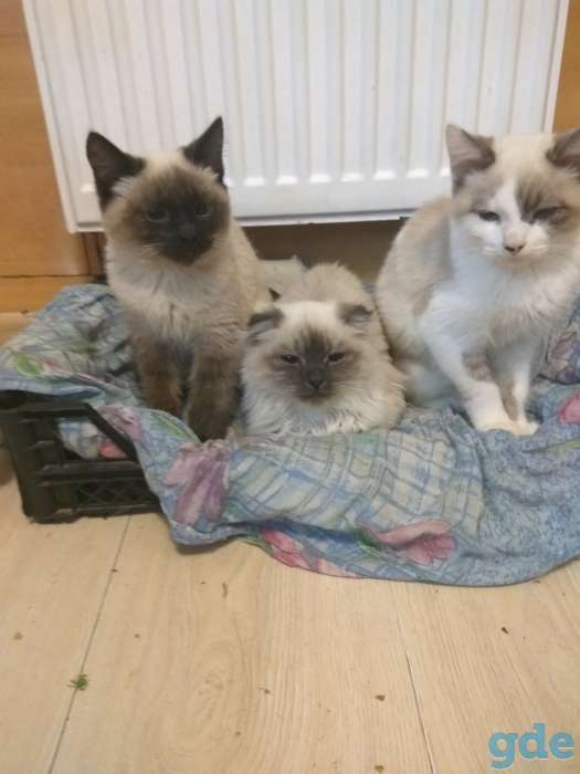 Котята, фотография 1