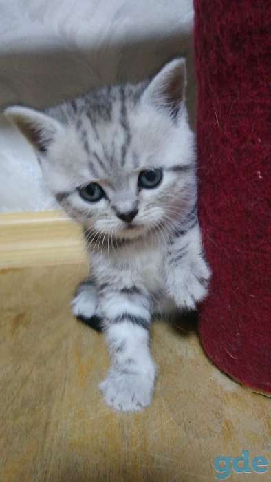 Котята, фотография 1