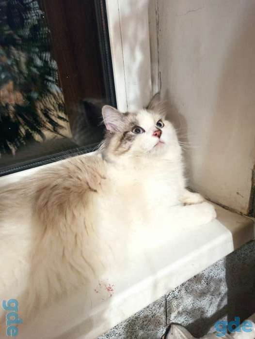 Невский маскарадный котенок, фотография 2