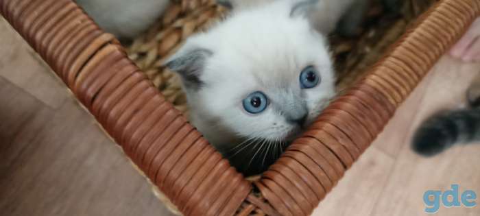 Котята шотландские, фотография 6