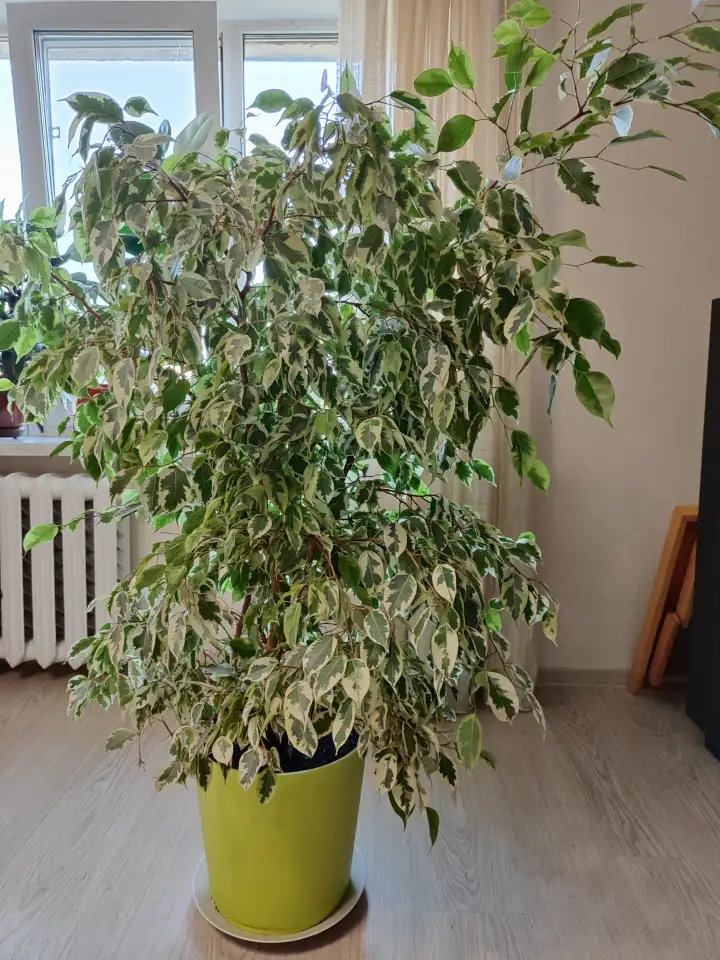 продажа комнатного растения, фотография 2