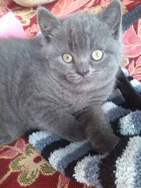 британские короткошерстные котята, фотография 1