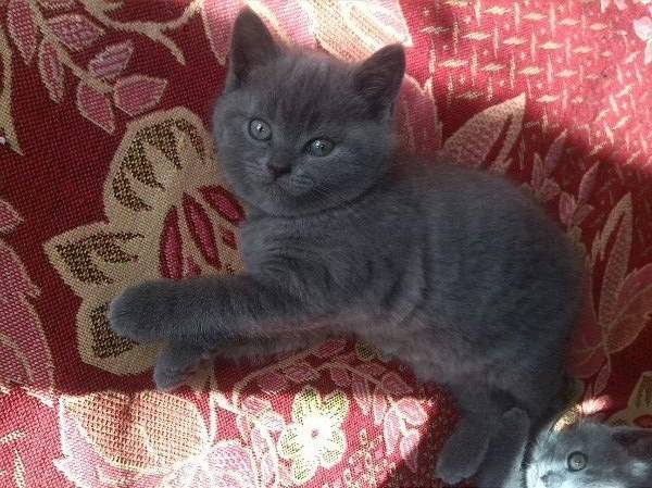 британские короткошерстные котята, фотография 2