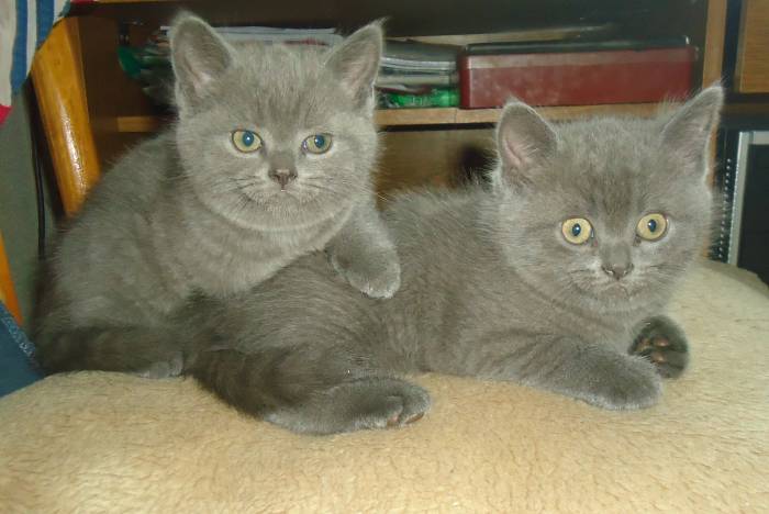 британские короткошерстные котята, фотография 3