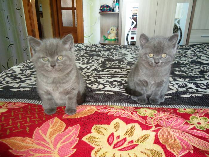 британские короткошерстные котята, фотография 4