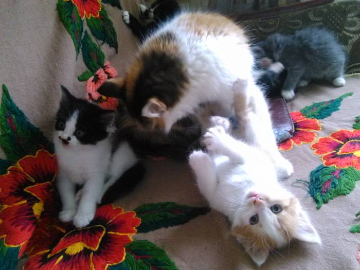 Котята в дар, фотография 3
