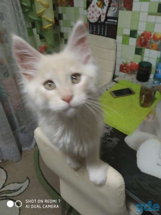 Продам котенка мейкуненка, фотография 5
