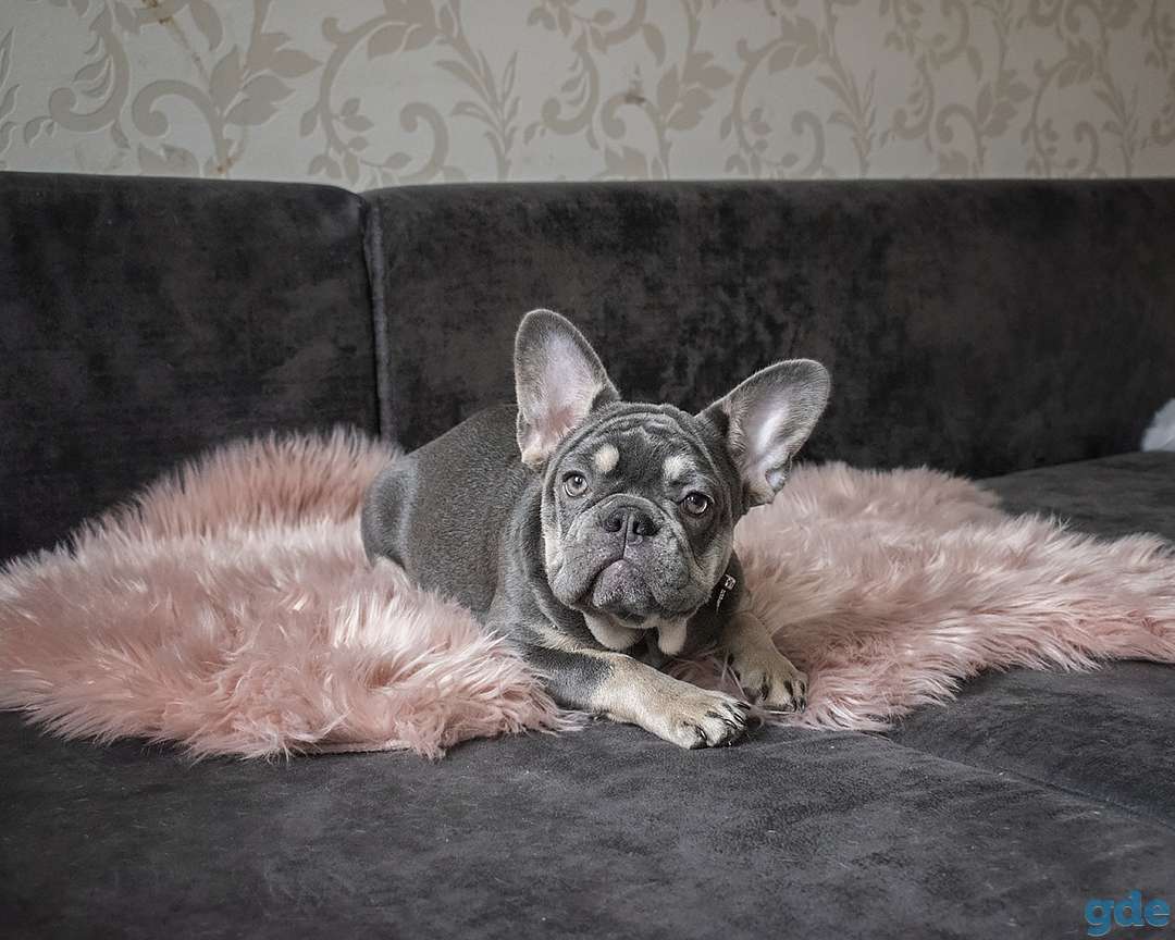 Лиловая девочка ТОП класса, фотография 2