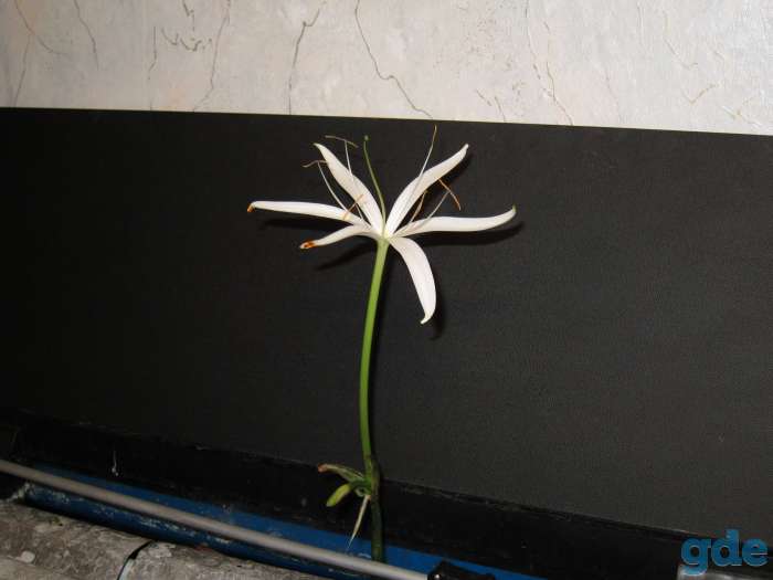 Аквариумные растения Кринум каламистратум (Crinum calamistratum, фотография 4