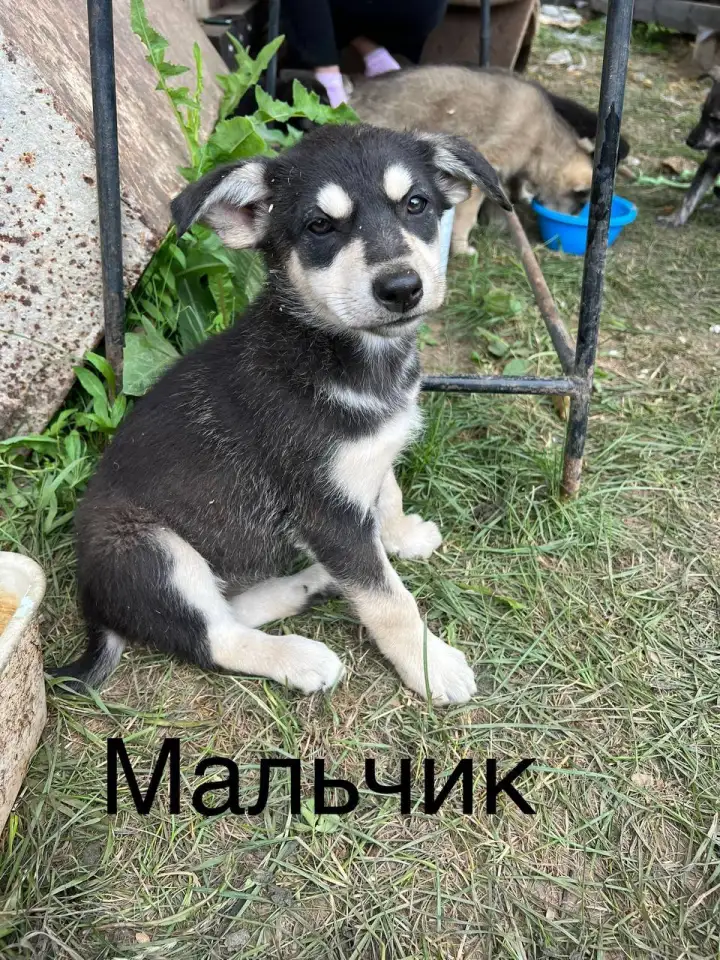 Щенок ищет семью, фотография 7